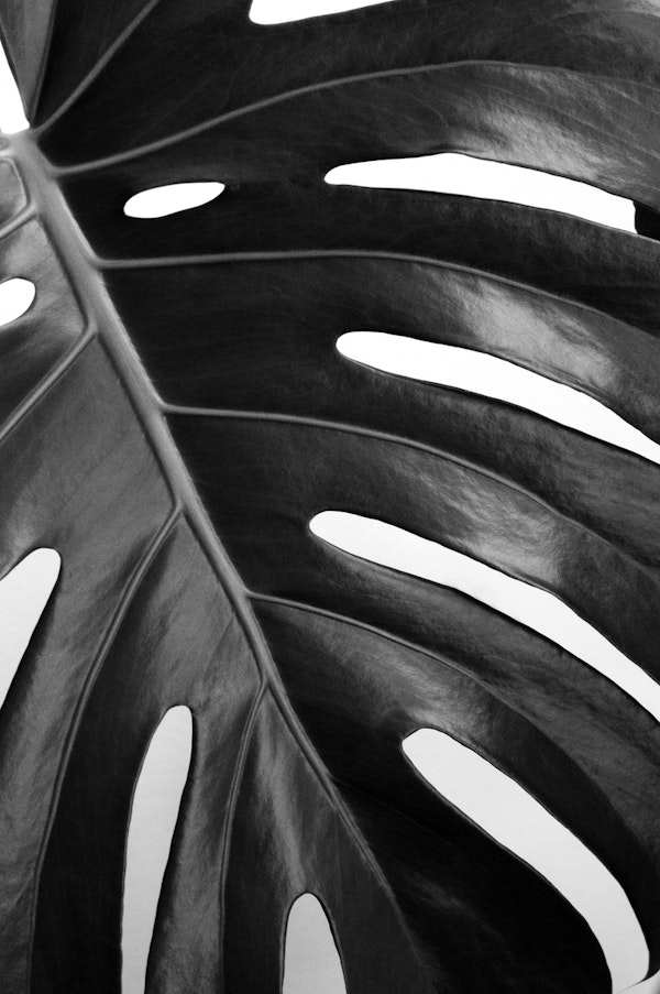Monstera Leaf 2