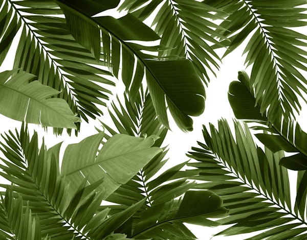 Jungle Leaves Finesse 4a