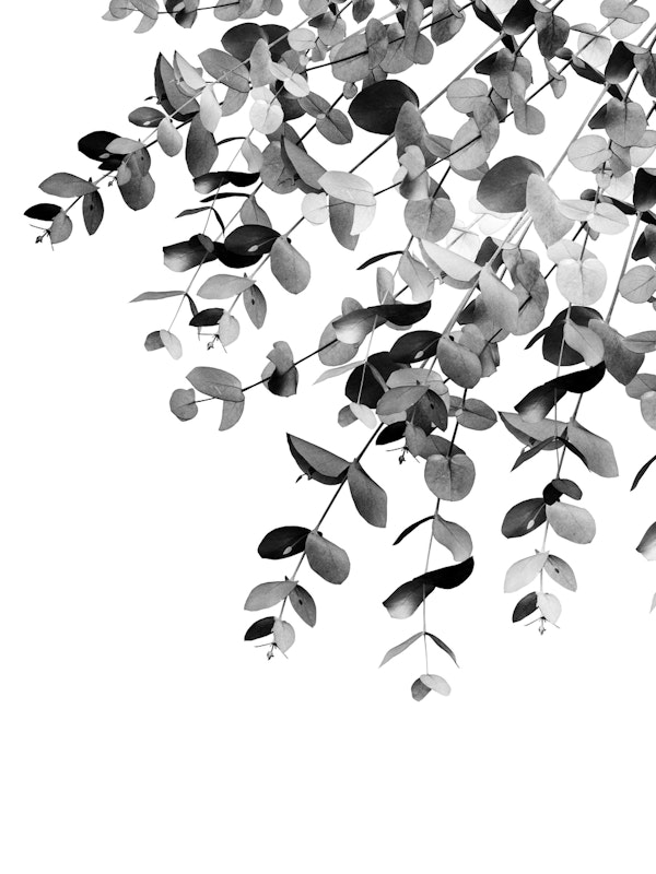 Eucalyptus BW Delight 1