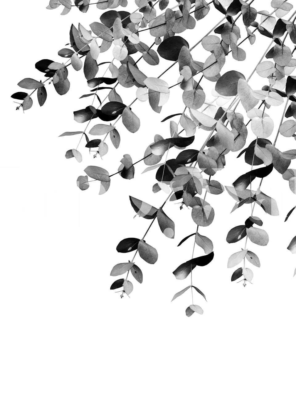 Black and white eucalyptus leaves illustration wallpaper