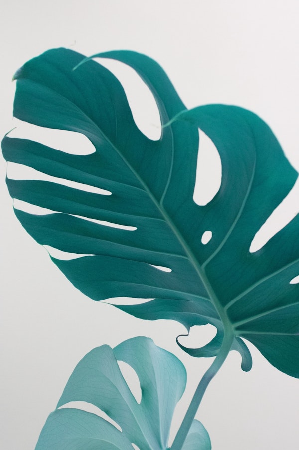Monstera Leaves Dream 1