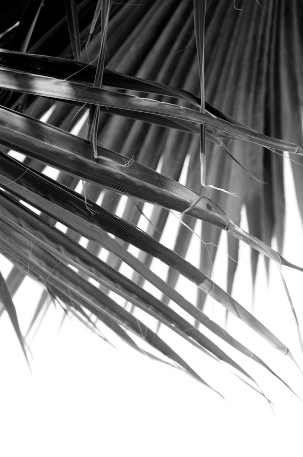 Fan Palm Leaves Dream 2