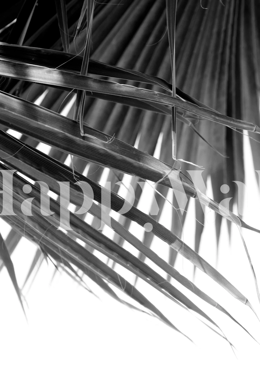 Monochrome fan palm leaves wall mural for a tranquil interior