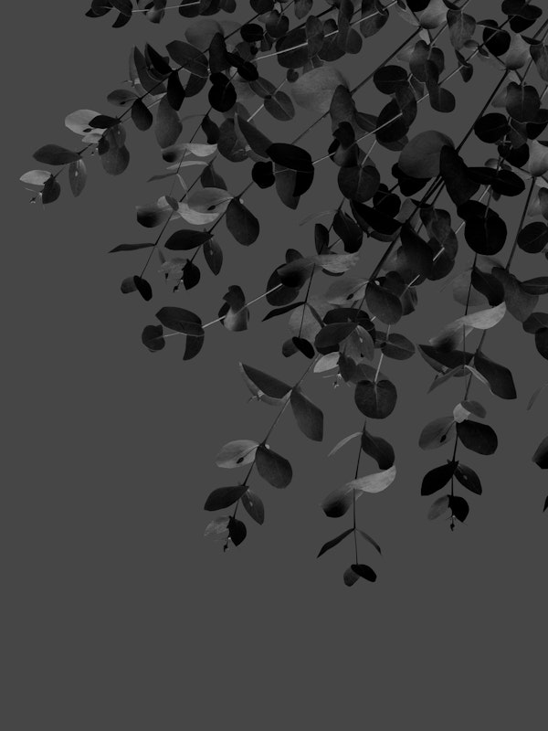 Eucalyptus Charcoal Noir 1