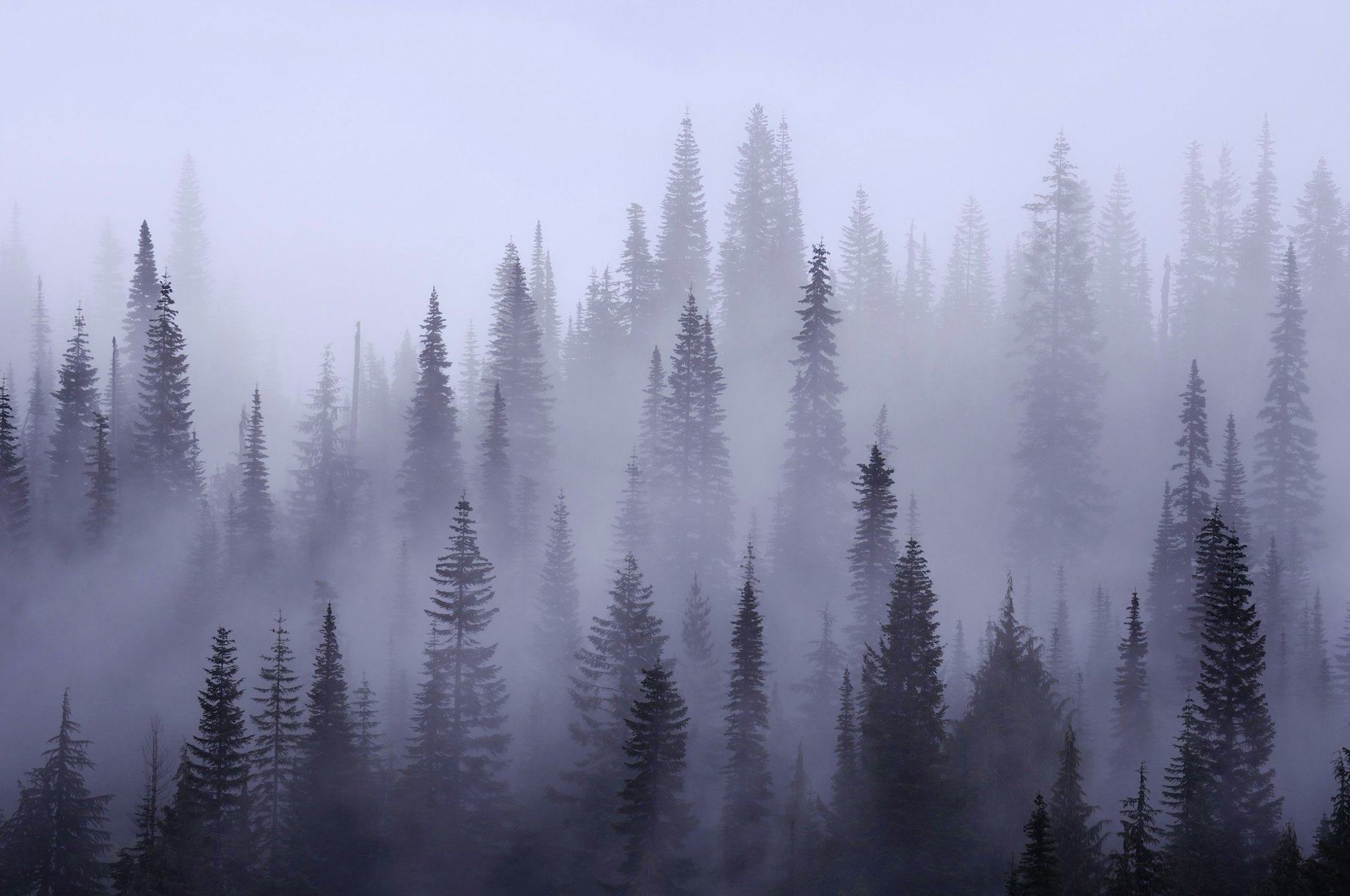 Majestic Misty Forest Mural and Wallpaper | Experience Serene ...