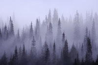 Misty forest tapet