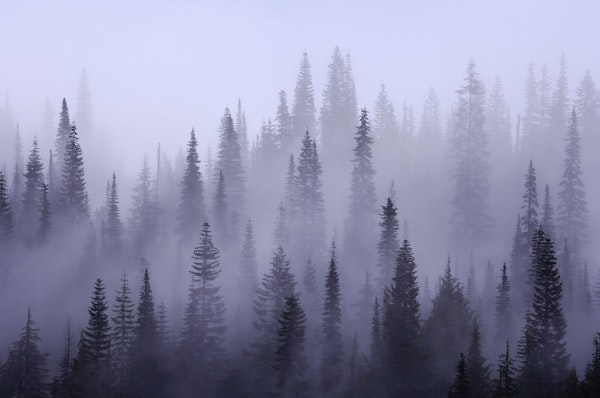 Misty forest