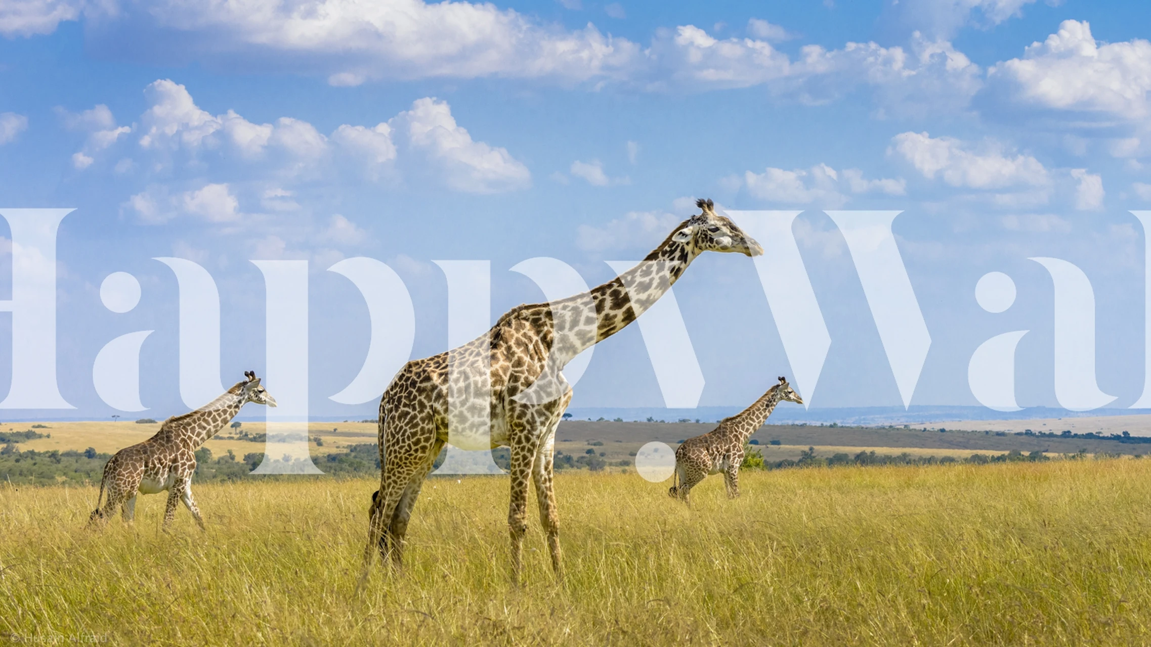 Il murale Trio Giraffes raffigura tre giraffe in una savana illuminata dal sole.