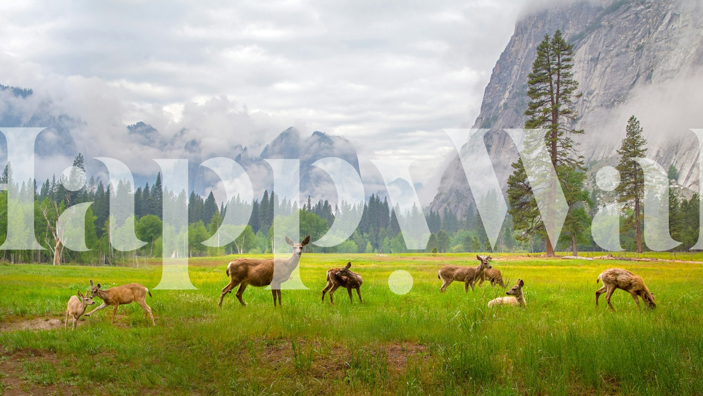 Deer grazing in a green meadow with mountains in the background wallpaper