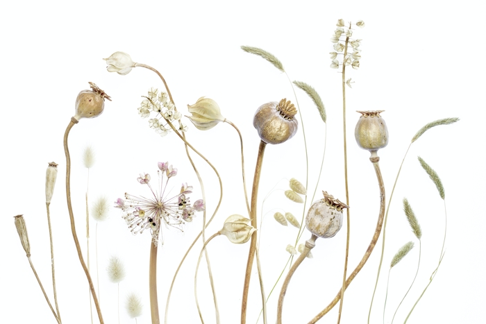 Pod Background Pods Wallpaper for a Serene and Natural Ambiance - Happywall