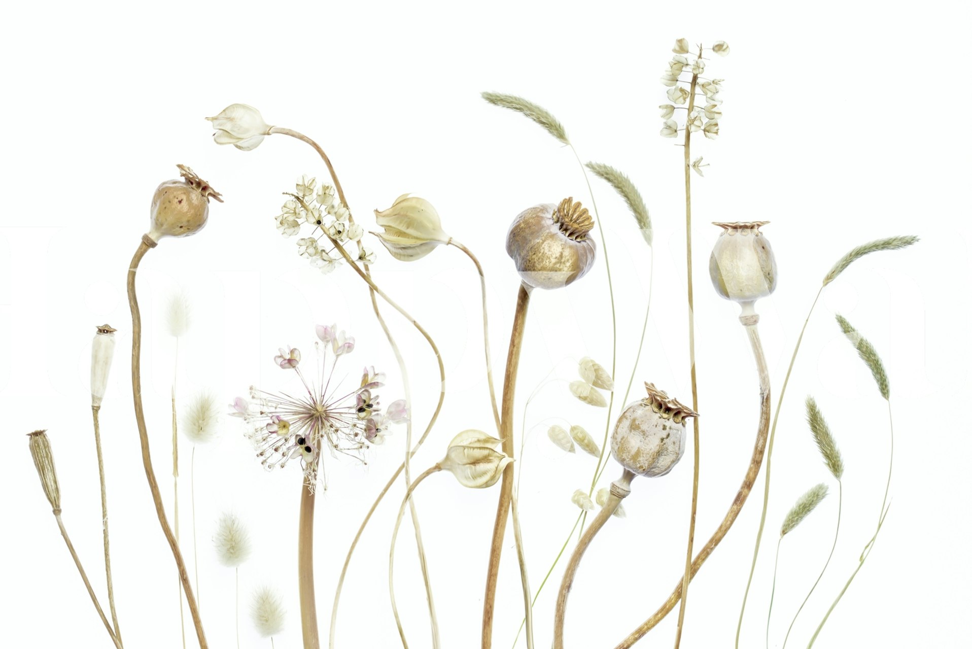 Botanical wallpaper featuring delicate pods