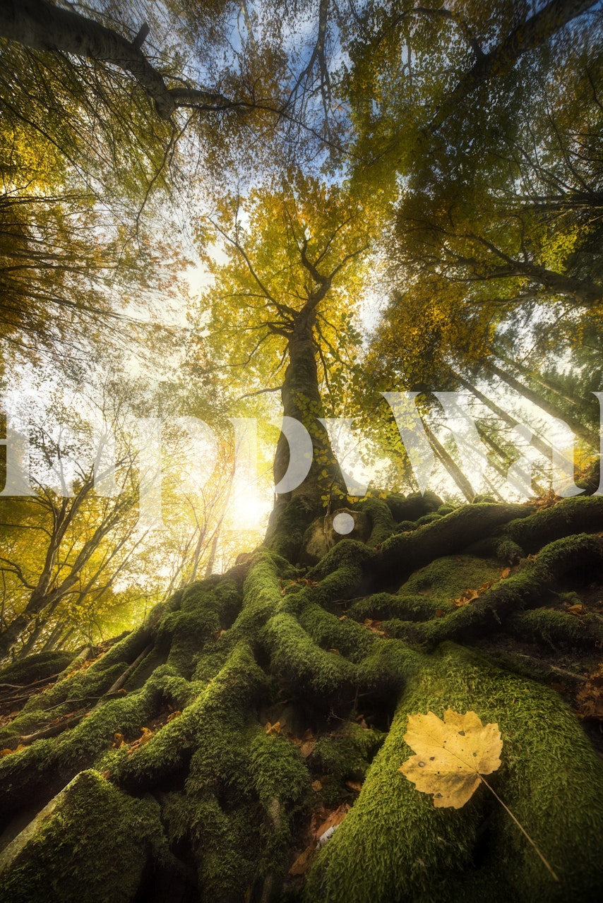 Autumn forest with a leaf on the ground