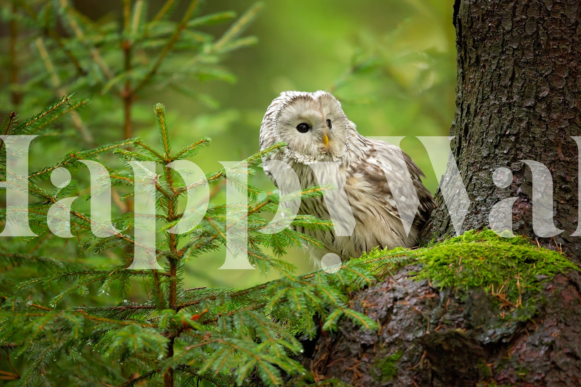 Owl perched on a tree with green foliage wallpaper