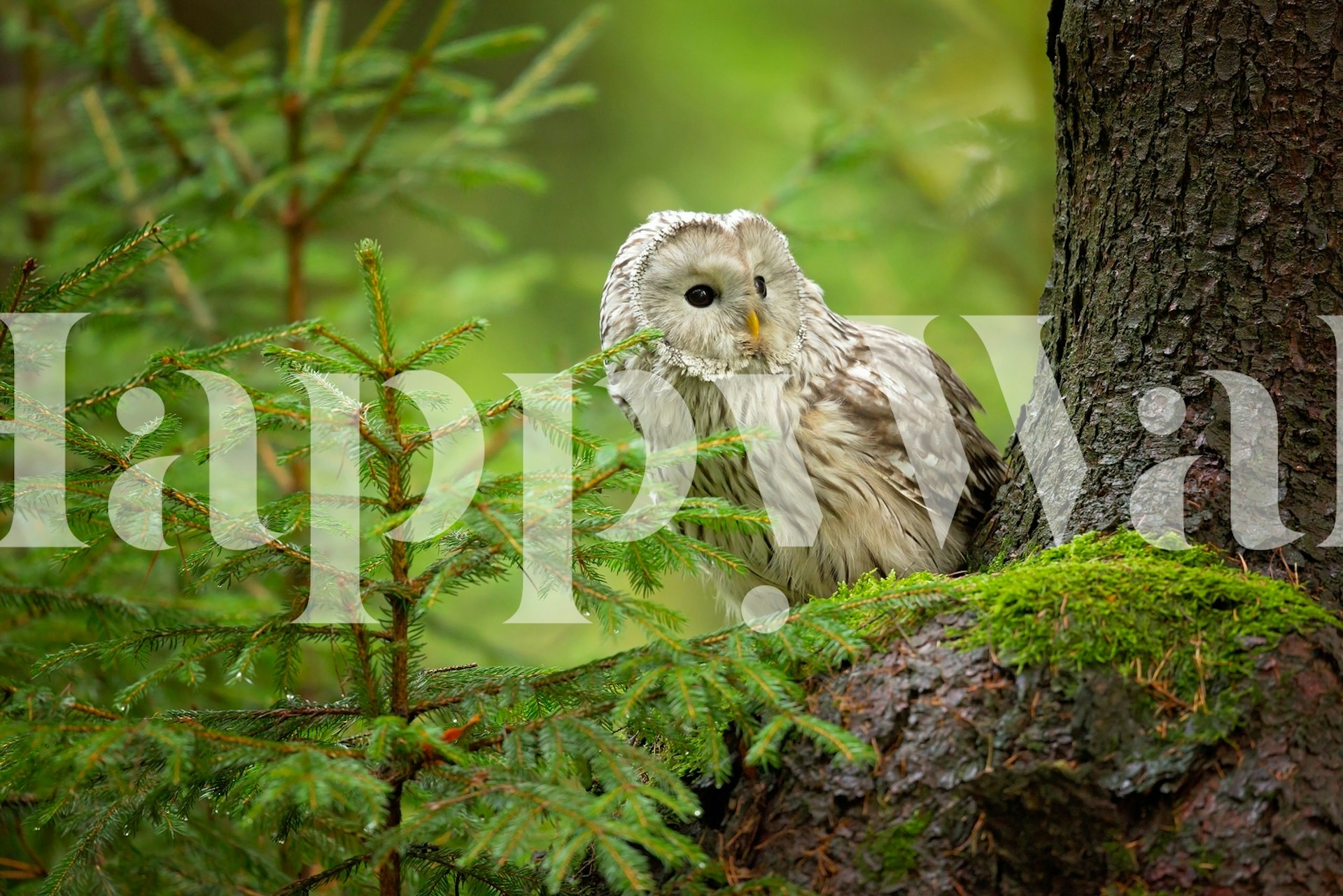 Owl perched on a tree with green foliage wallpaper