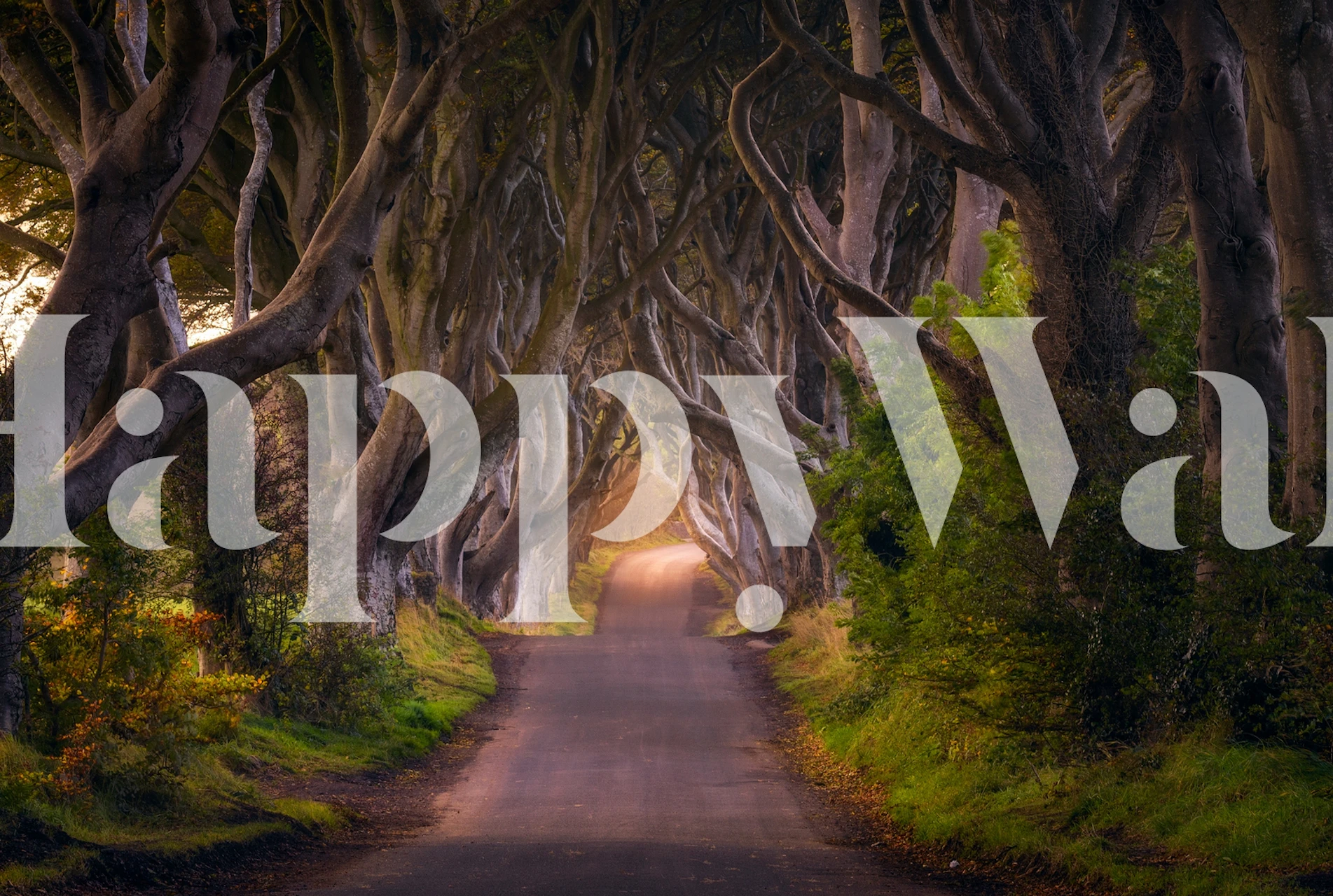 Enchanted forest pathway wall mural with glowing hedges and dawn light