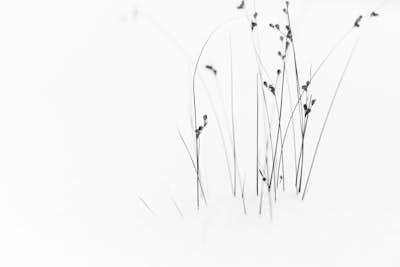 Τοιχογραφία