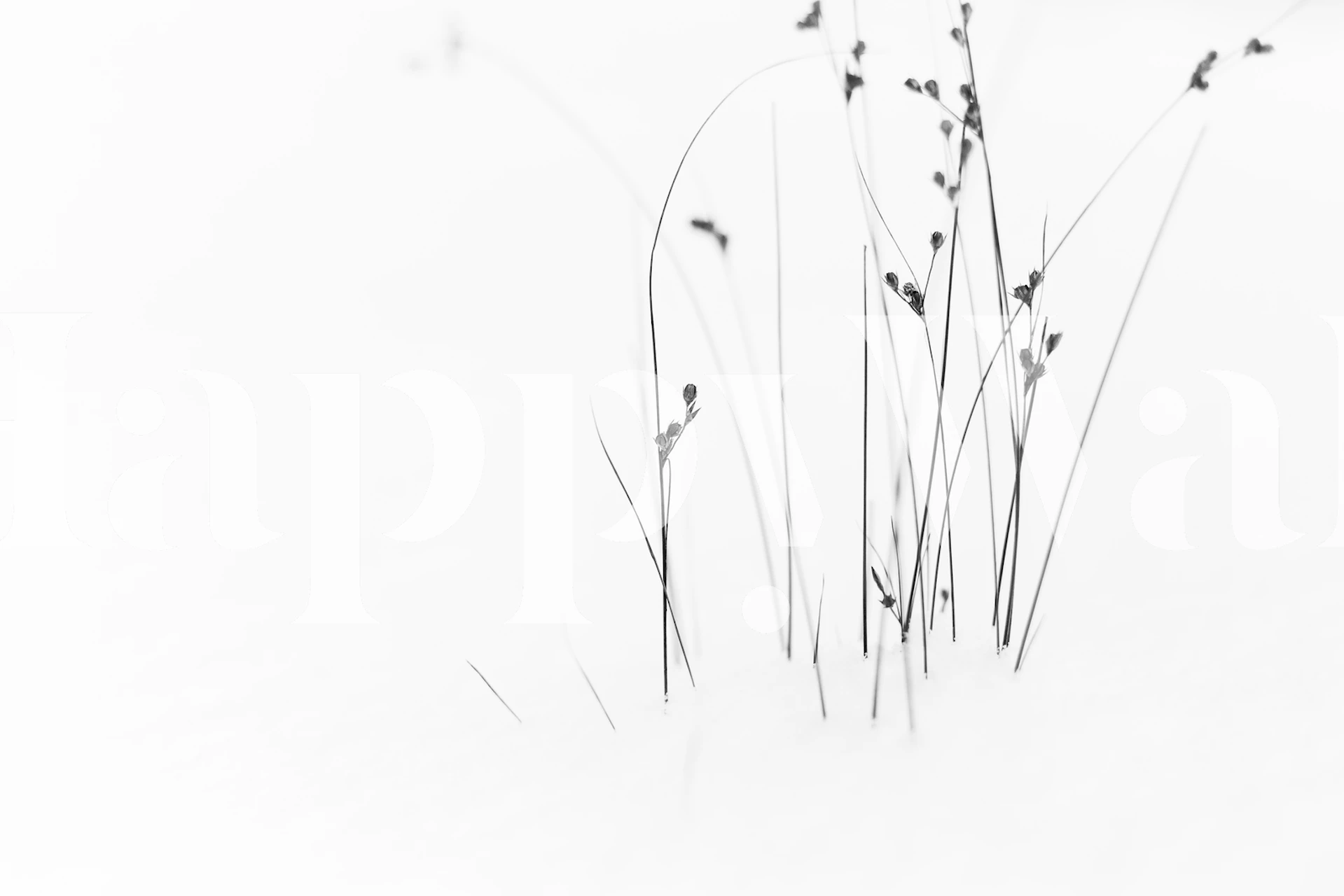Delicate black grass silhouettes on a white background wallpaper