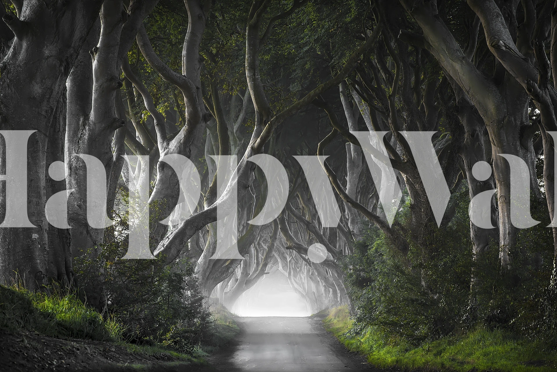 Tapeta Dark Hedges V Nastavení Místnosti