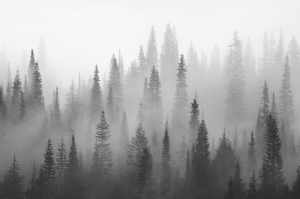 Misty forest black and white