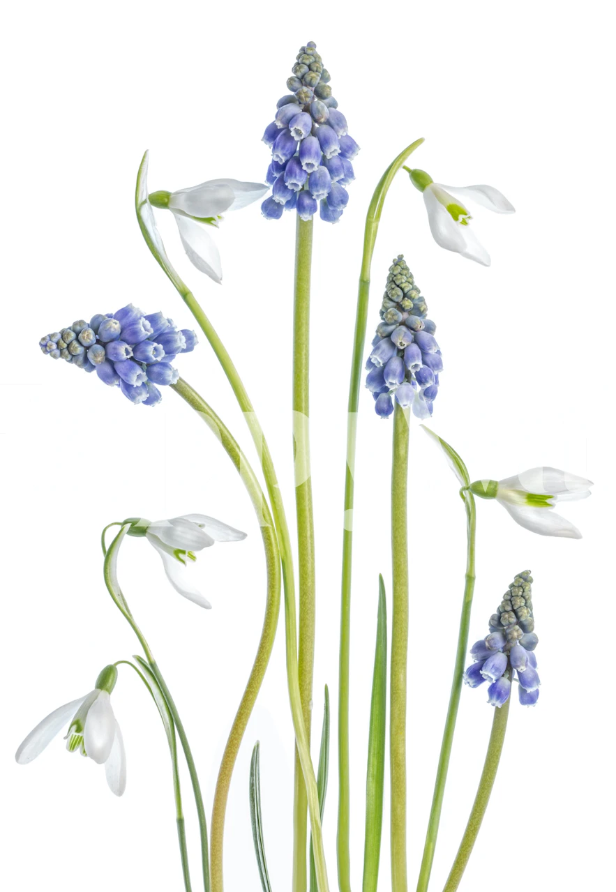 Muscari and Galanthus floral wallpaper design