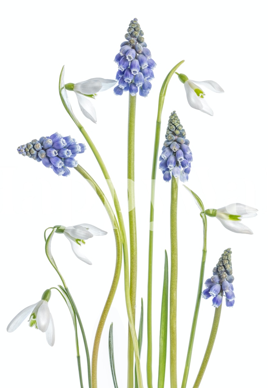 Muscari and Galanthus floral wallpaper design