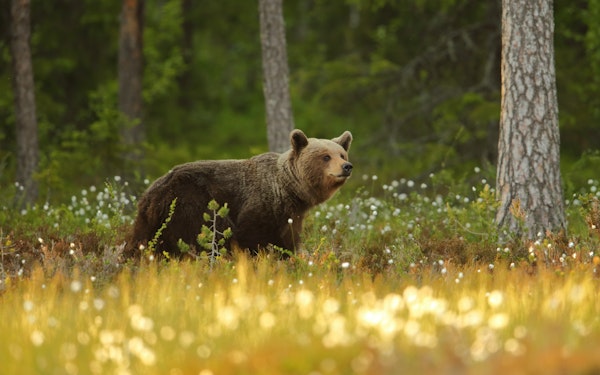 Brown Bear