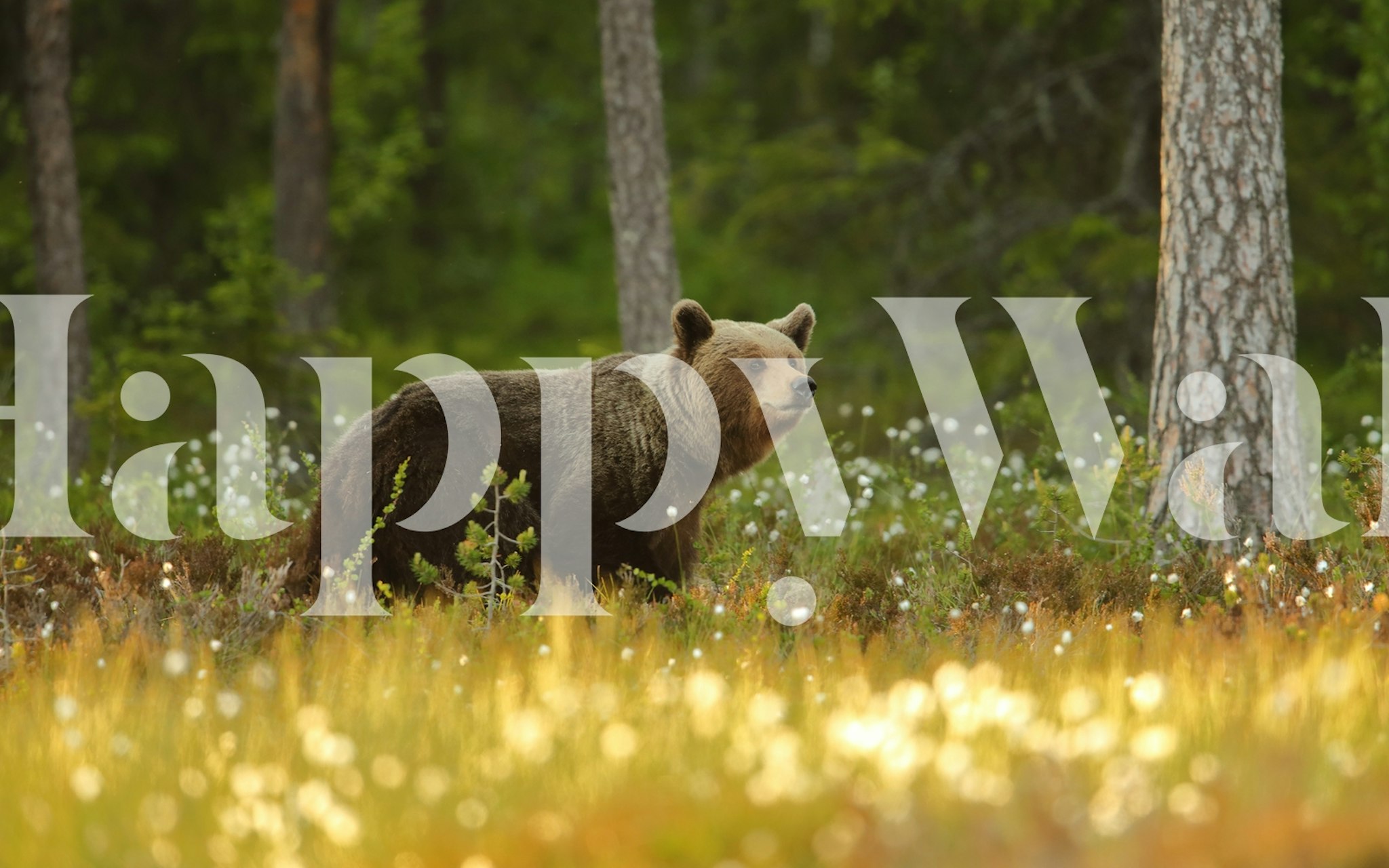 Brown bear in the forest themed wallpaper