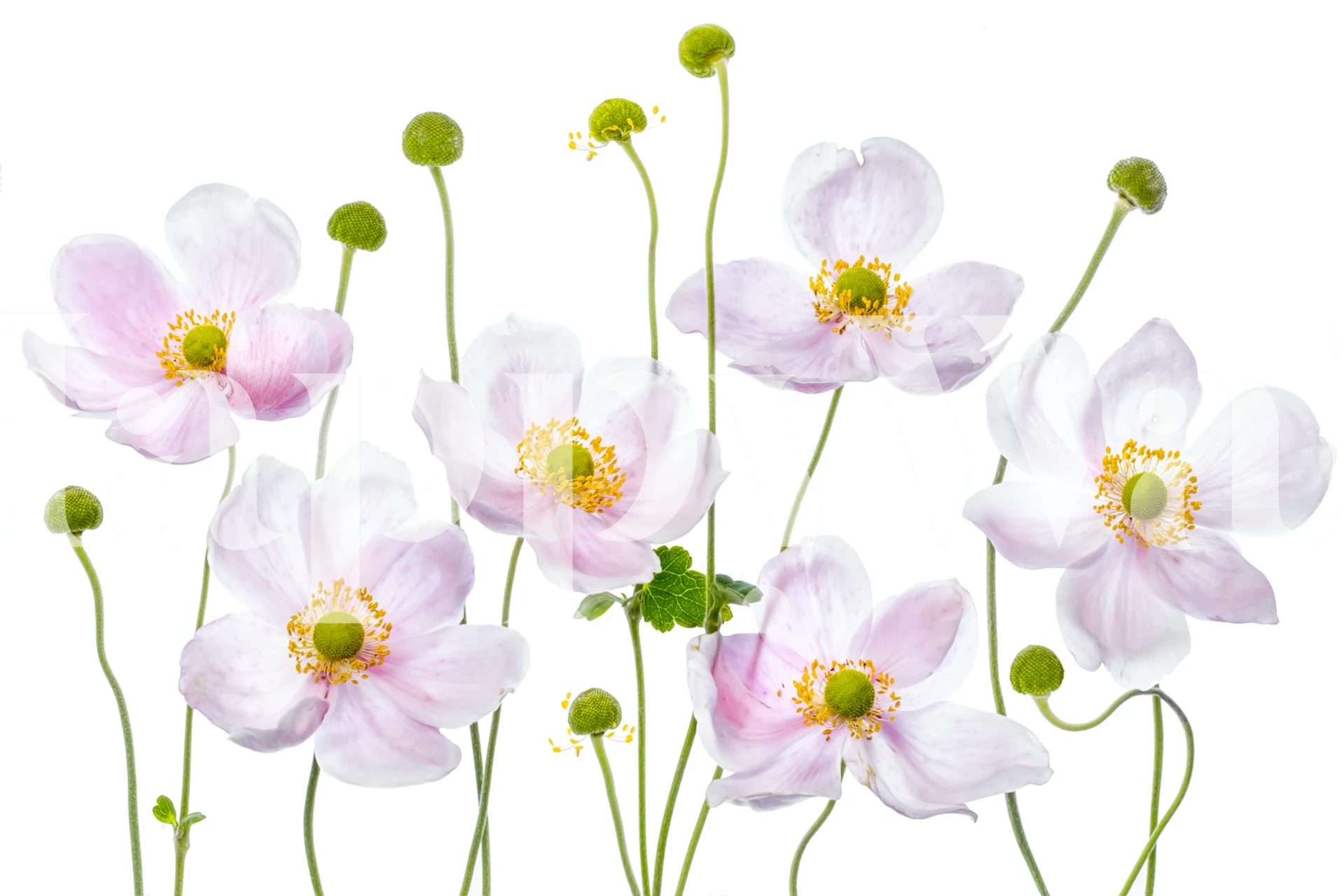 Pink Japanese Anemones flowers on green stems wallpaper