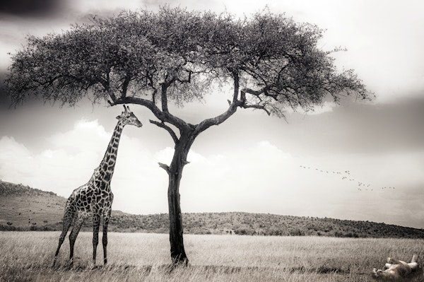 under the African sun