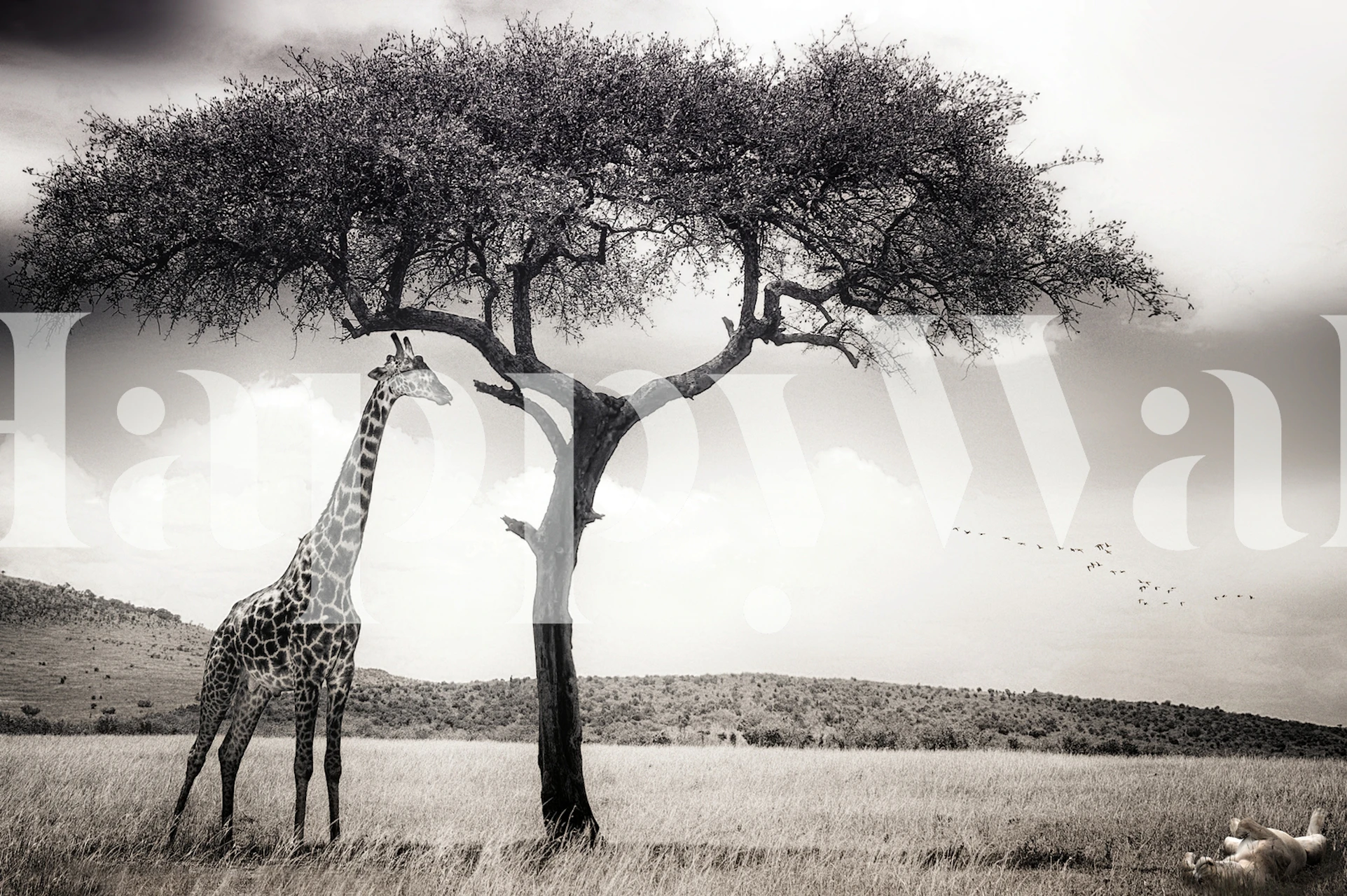 Žirafa pod African sun pod drvetom u afričkom krajoliku