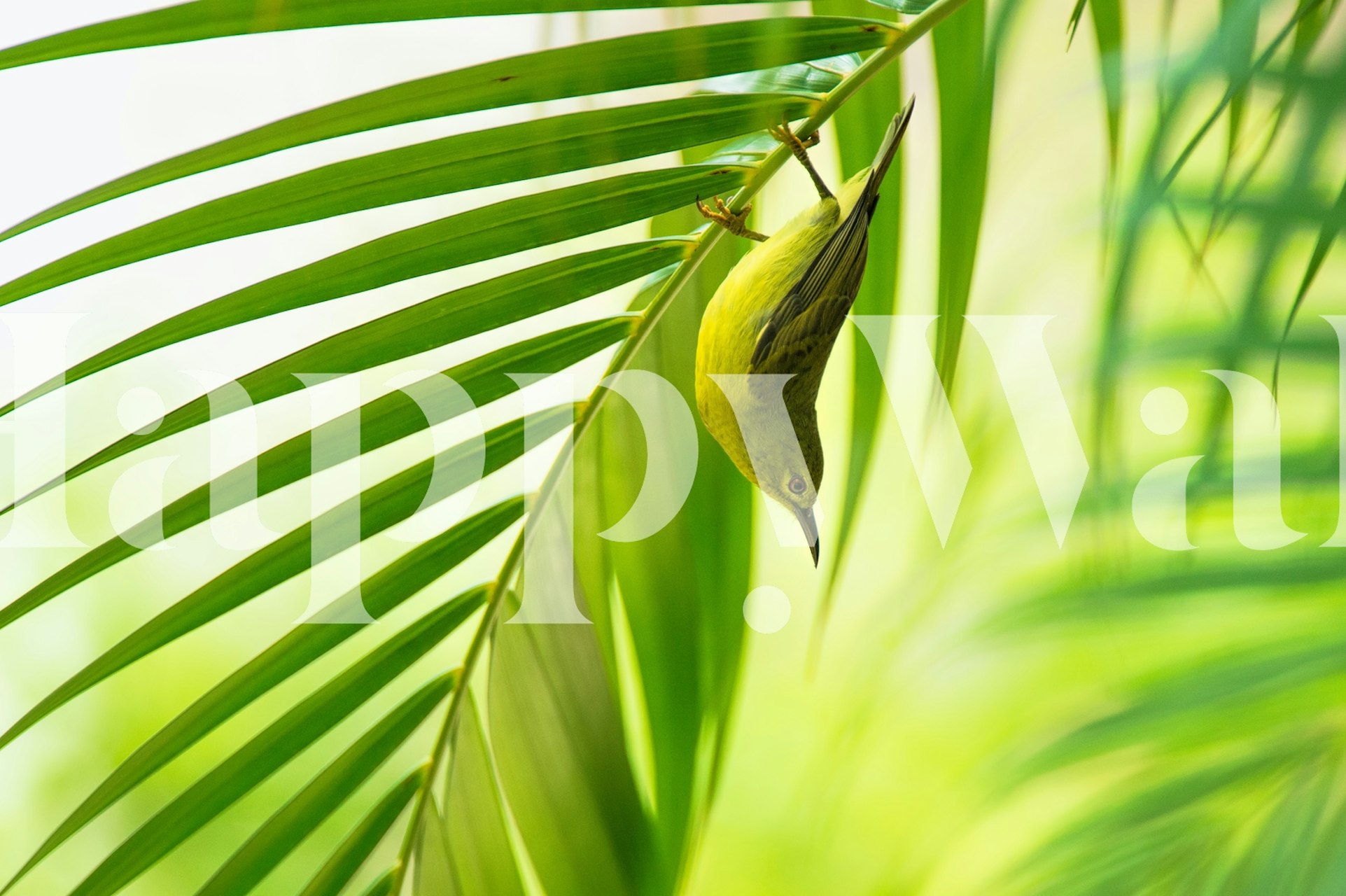 50 shades of green tapeta wystawiona w pokoju