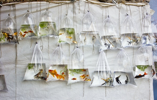 The Wall of Fish