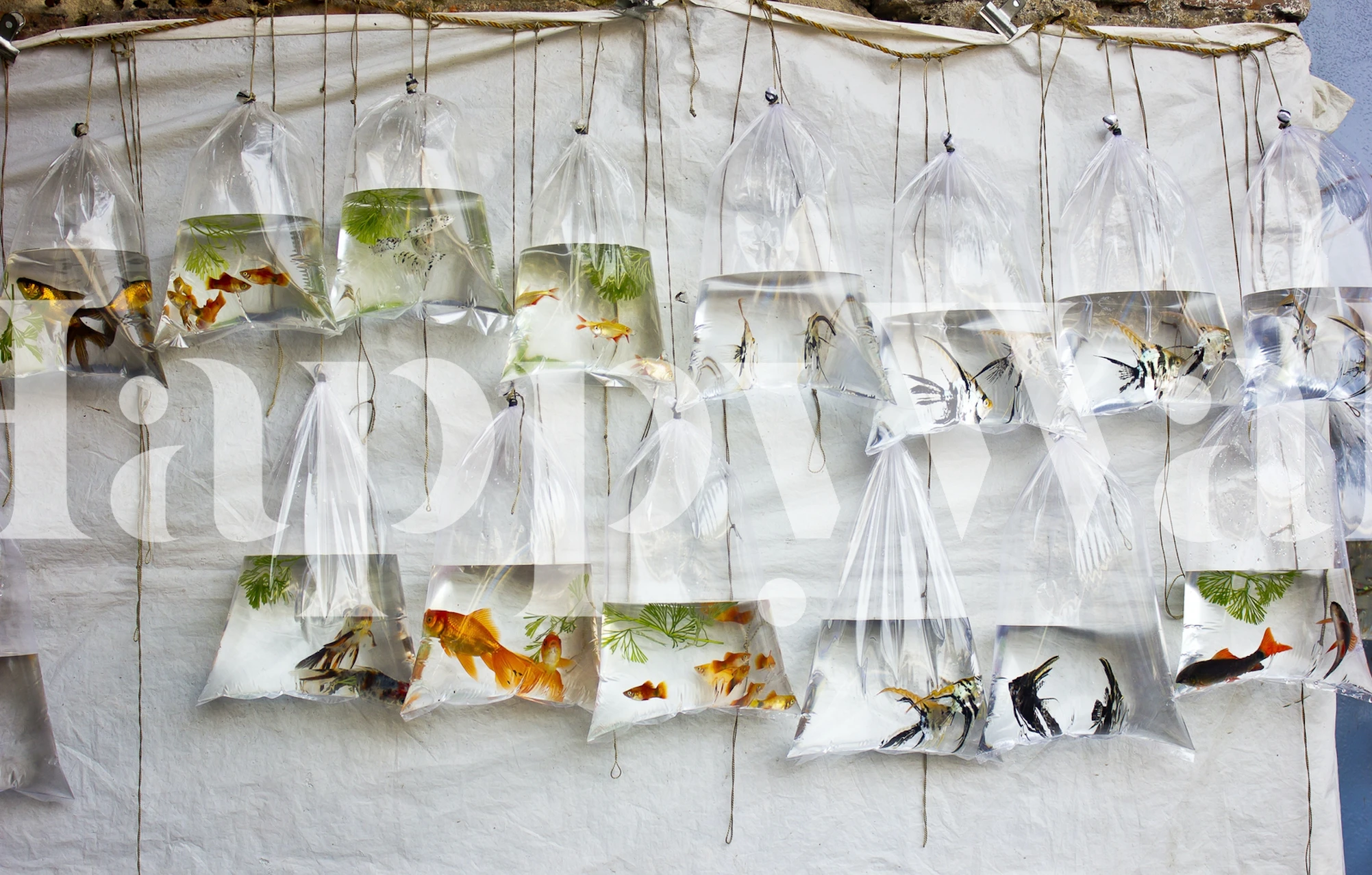The Wall of Fish wallpaper displayed in a room