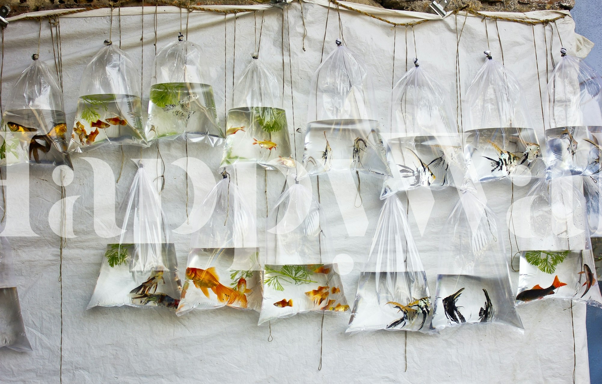 Tapeta The Wall of Fish zobrazená v místnosti