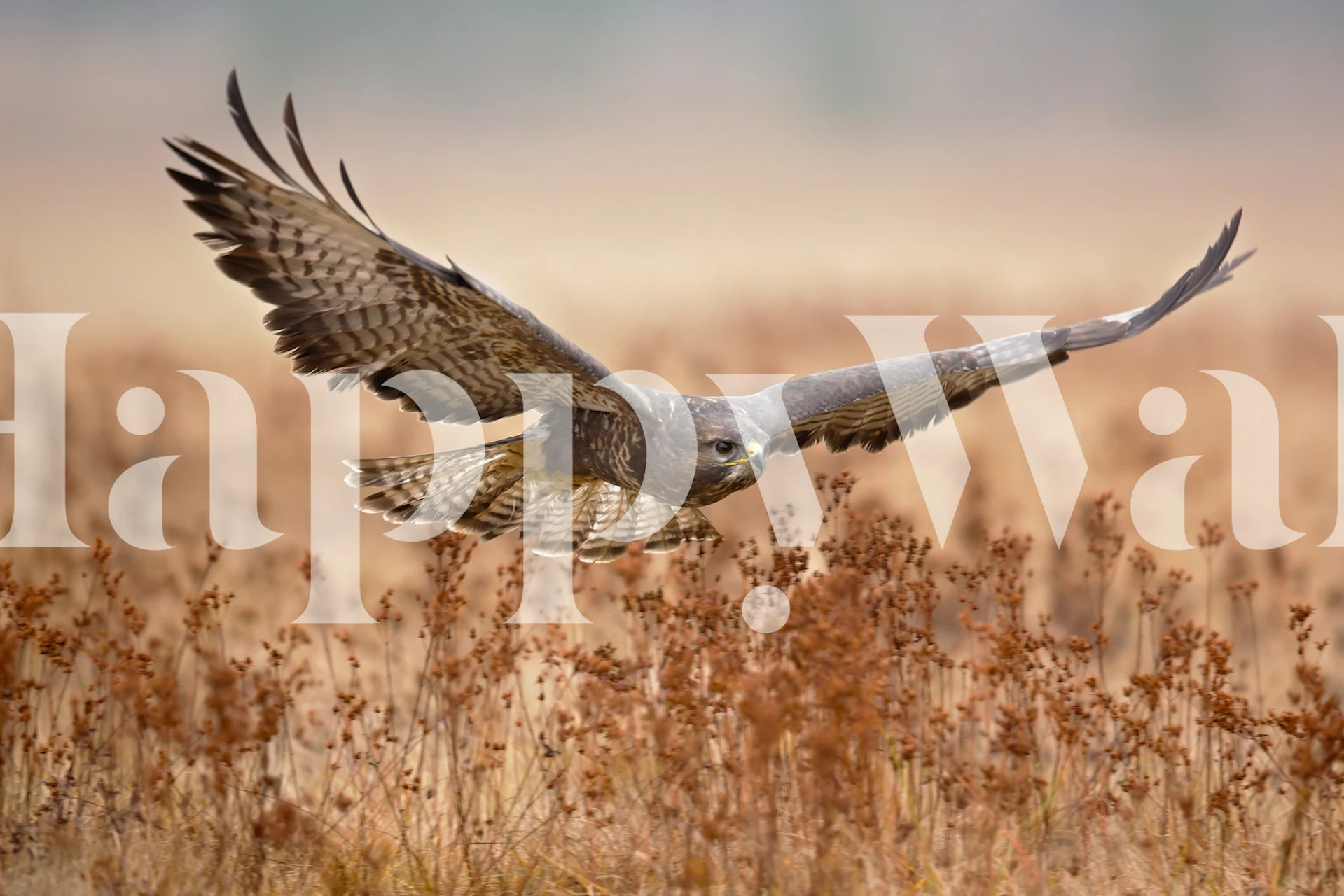 Common Buzzard in flight over a tranquil meadow wall mural