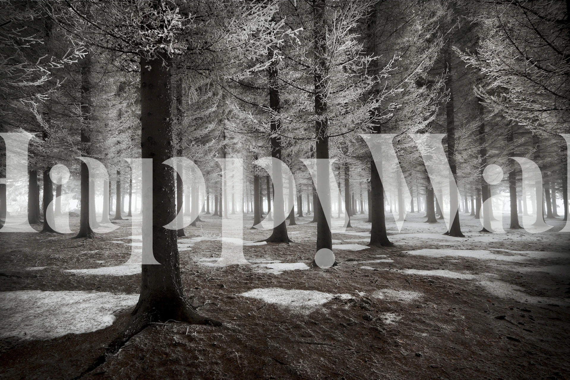 Wallpaper featuring a winter forest scene