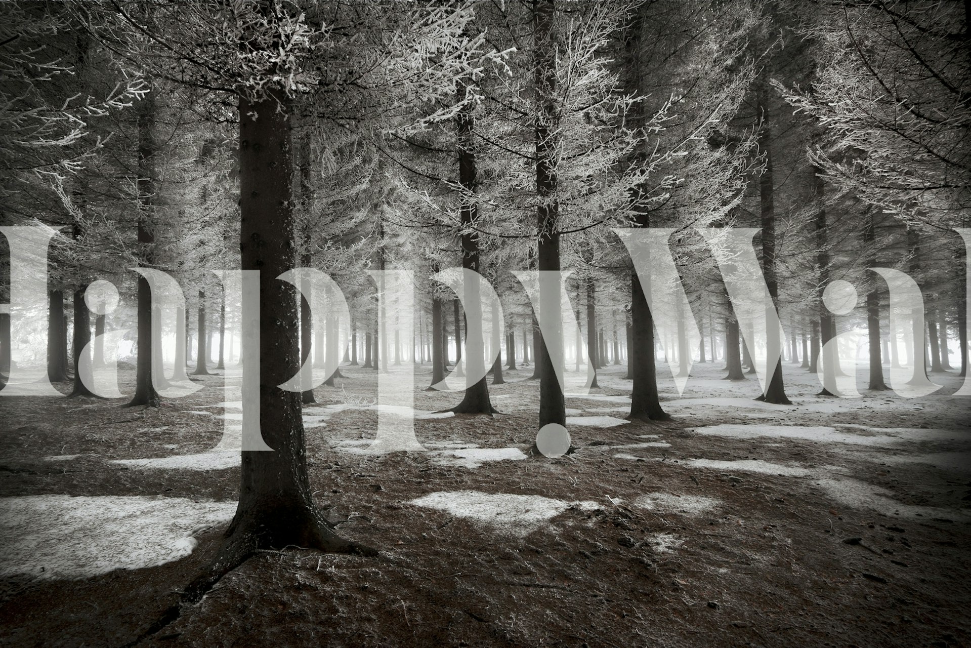 Wallpaper featuring a winter forest scene