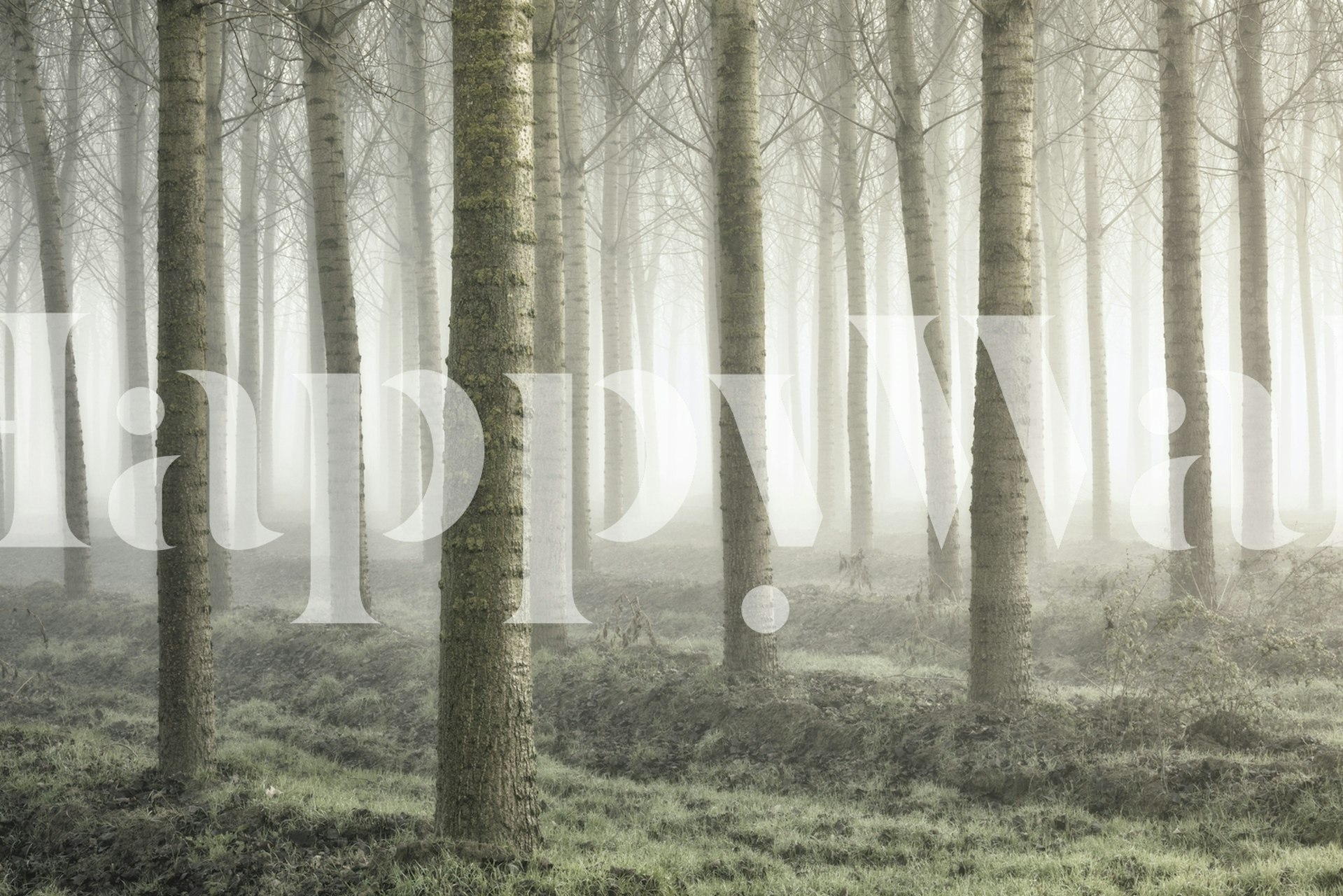 Serene woodland scene with trees and fog in muted colors wallpaper