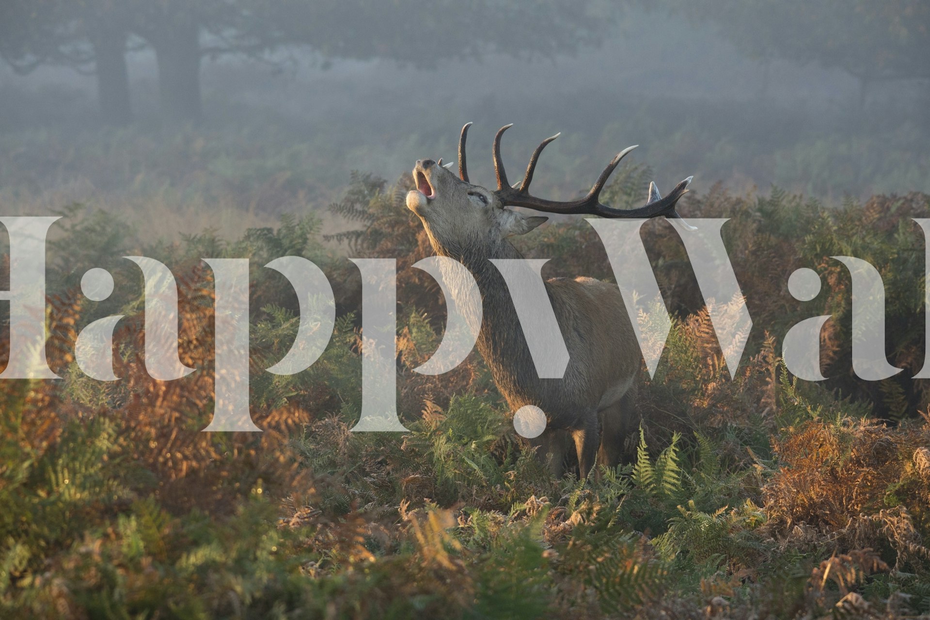 Bellowing Stag Deer wallpaper in a room