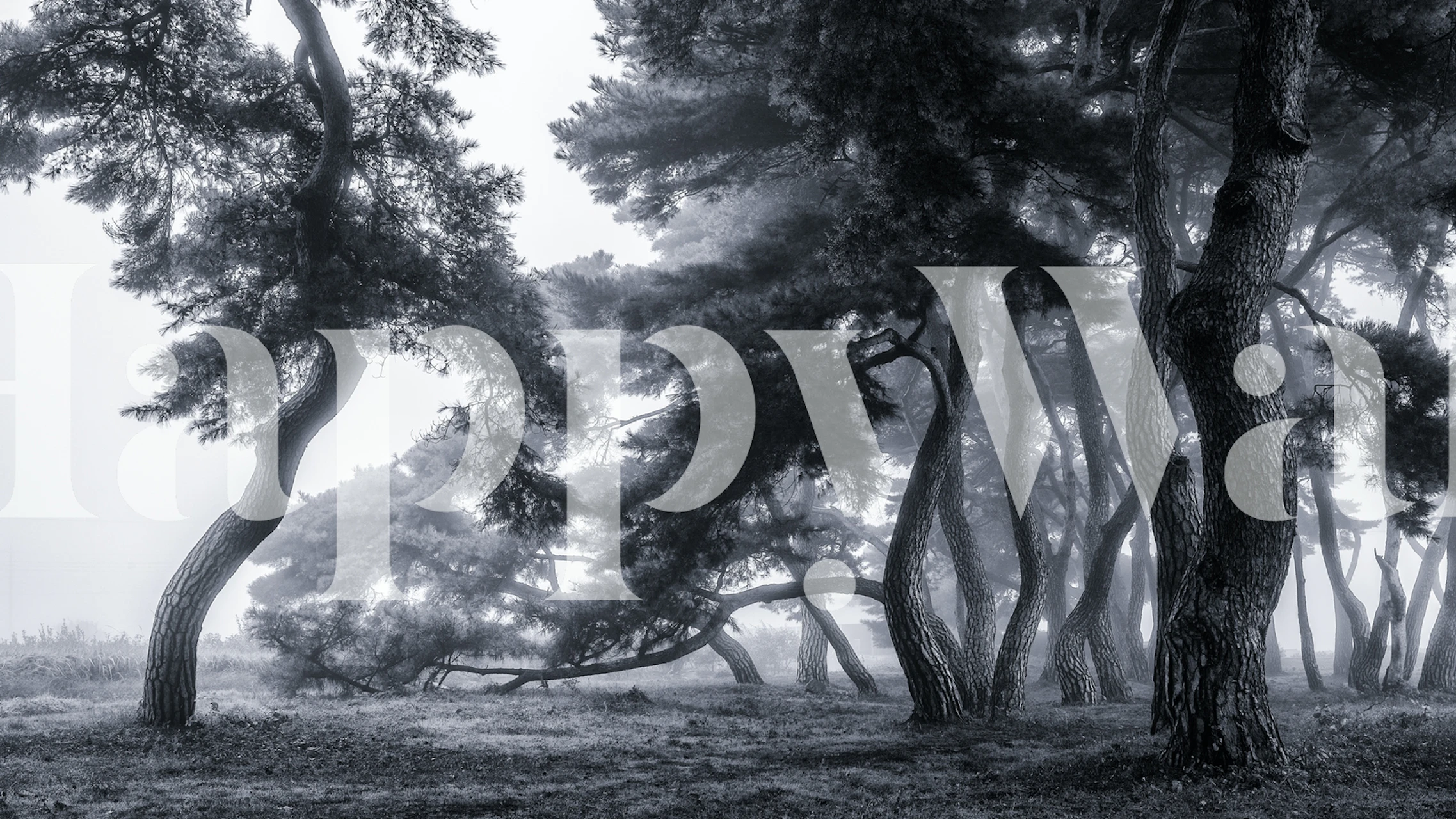 Zwart-wit fotobehang van mistig dennenbos