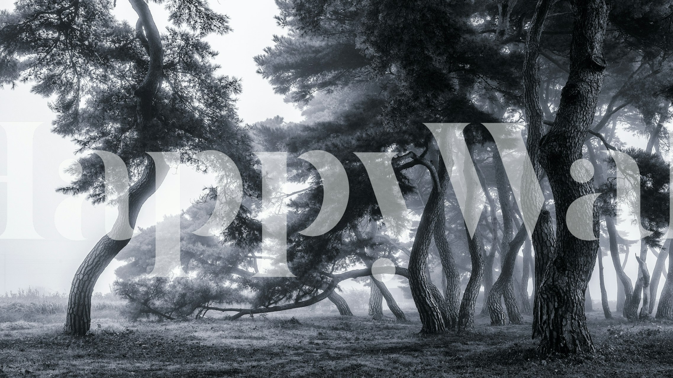 Curved pine trees in foggy forest, black and white wallpaper