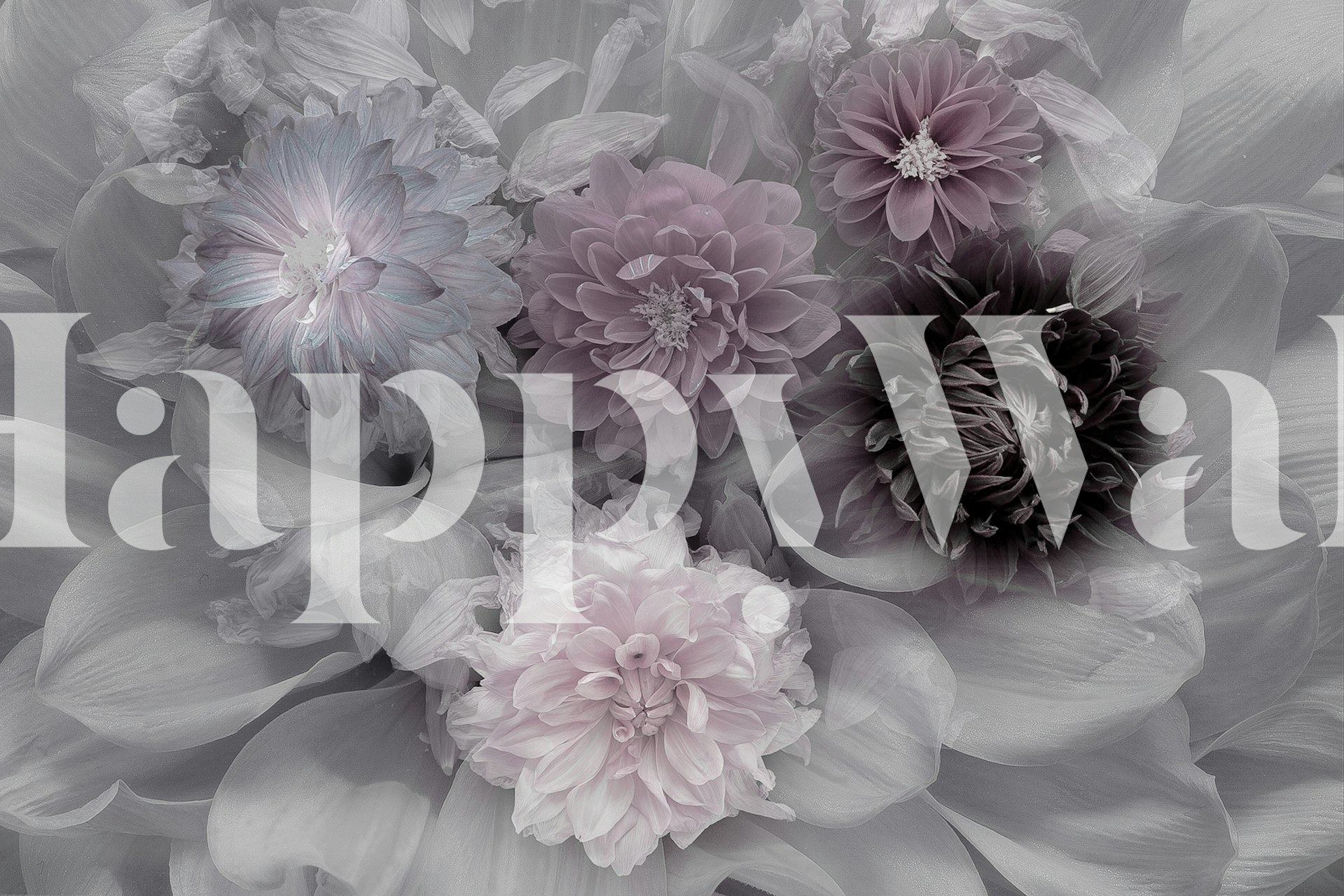 Floral dahlia wallpaper with soft purple and pink tones