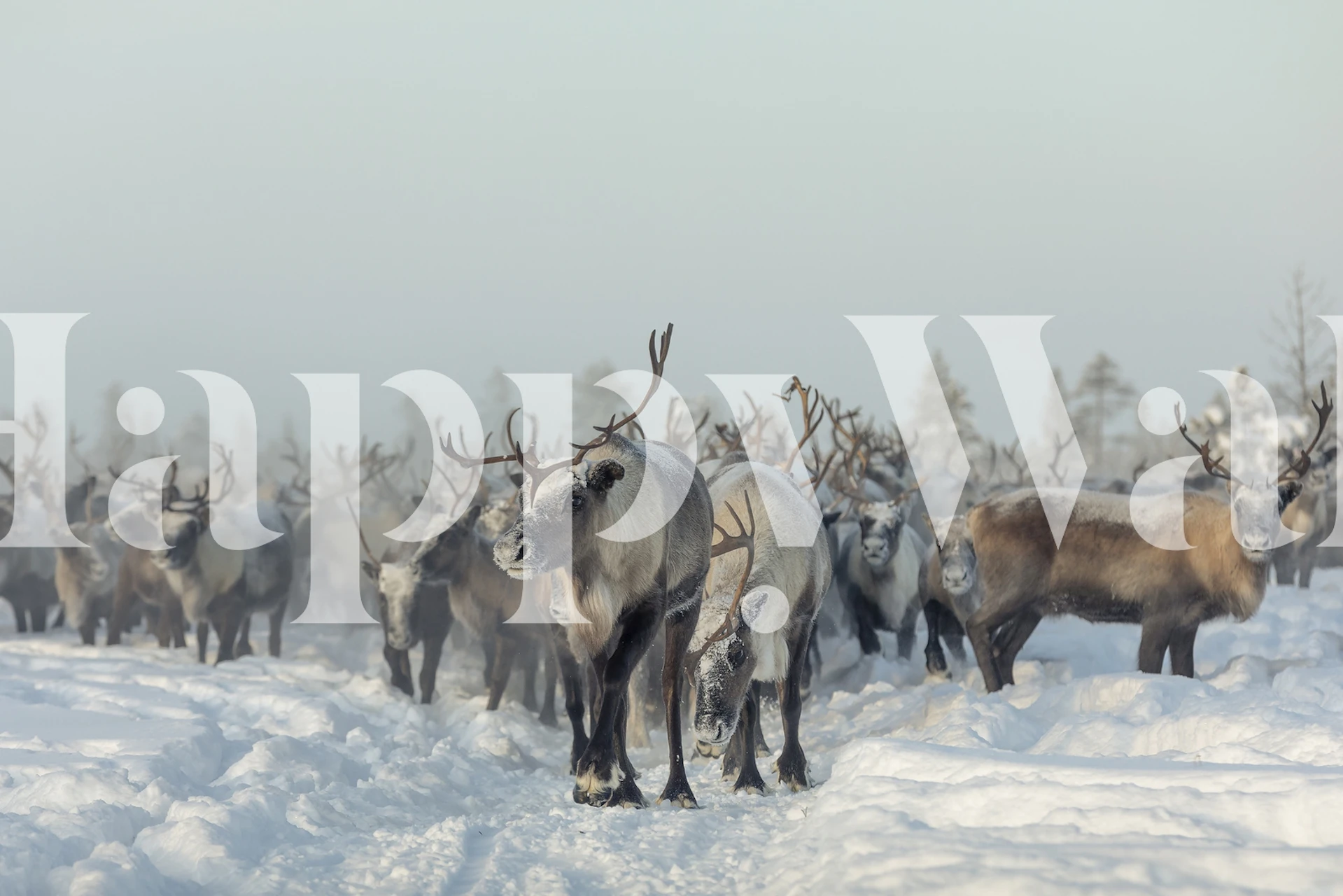 Reindeer in snow-covered landscape with trees wallpaper