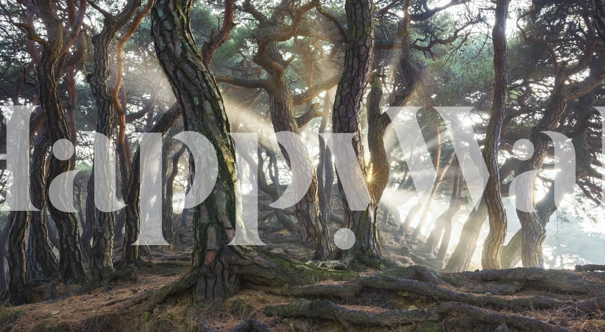 Sacred pine trees in a forest with sunlight wallpaper