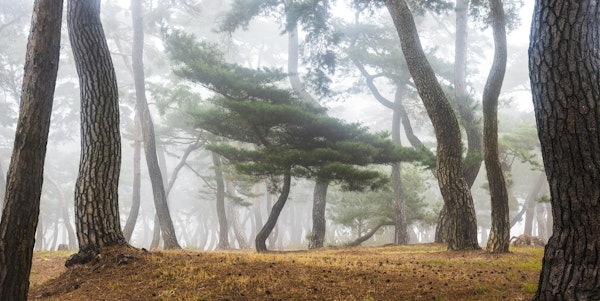 In The Misty Pine Forest