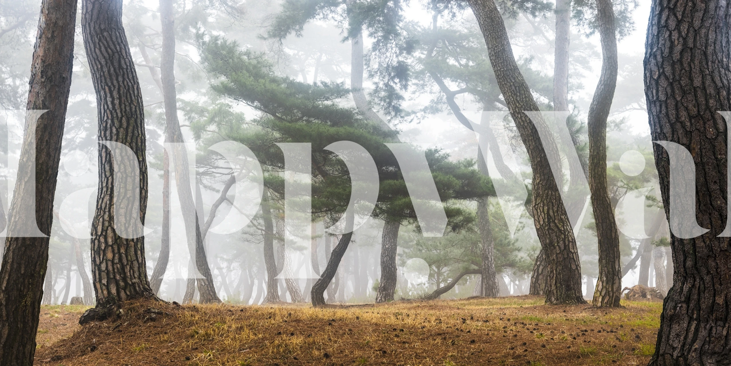 Mural de parede de floresta enevoada representando pinheiros altos cercados por uma névoa suave