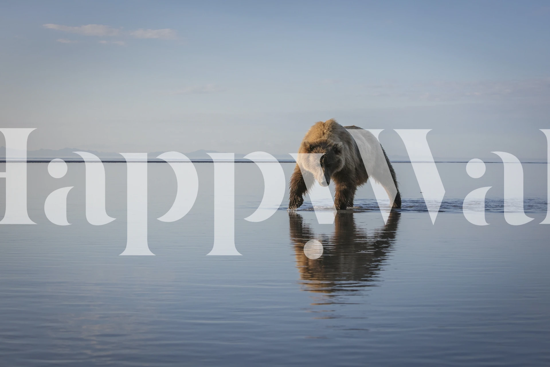 Fotomural Un oso caminando por una superficie de aguas tranquilas.