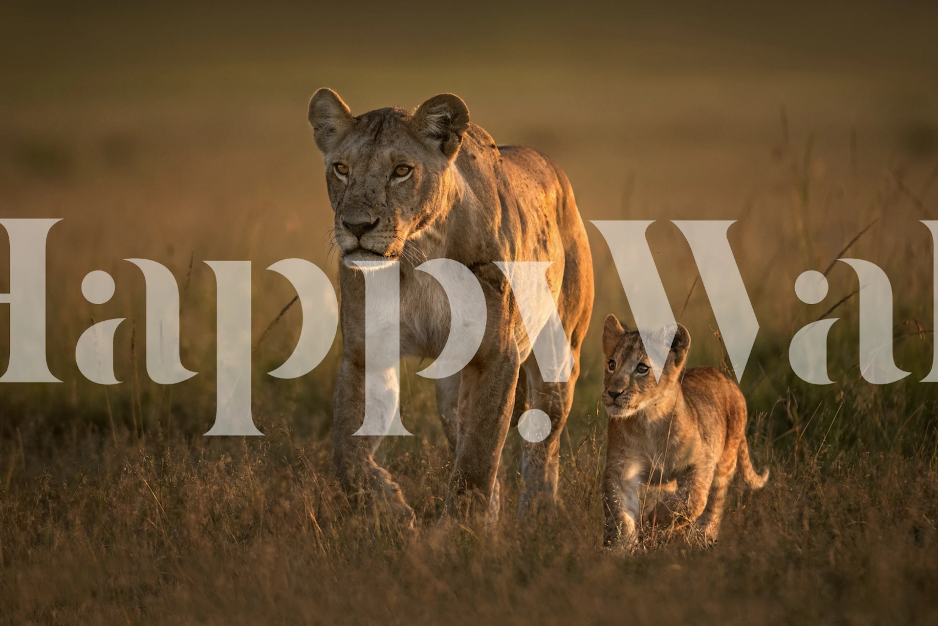 Lioness and cub walking through golden grass wallpaper