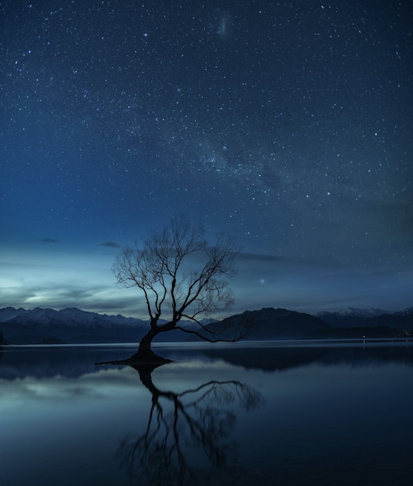 Wanaka tree