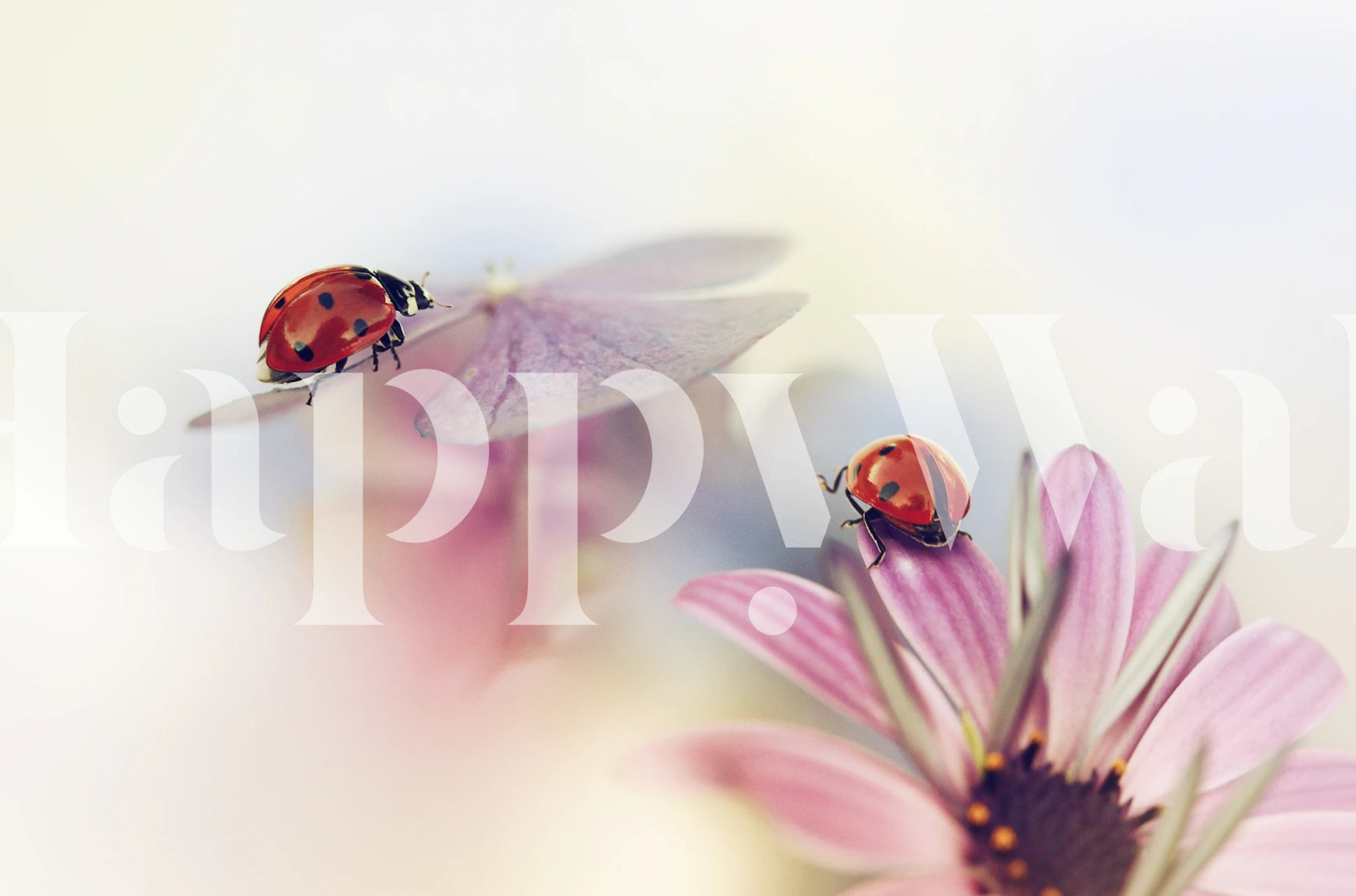 Pink floral design with ladybugs in a soft focus wallpaper